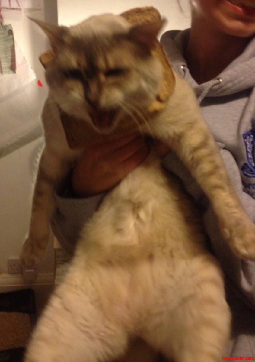 My Sister Tried Cat Breading...it Didnt Go to Plan