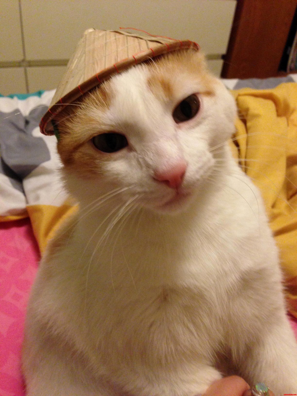 My Sister Went to Southeast Asia and Brought Back This Souvenir for My Cat