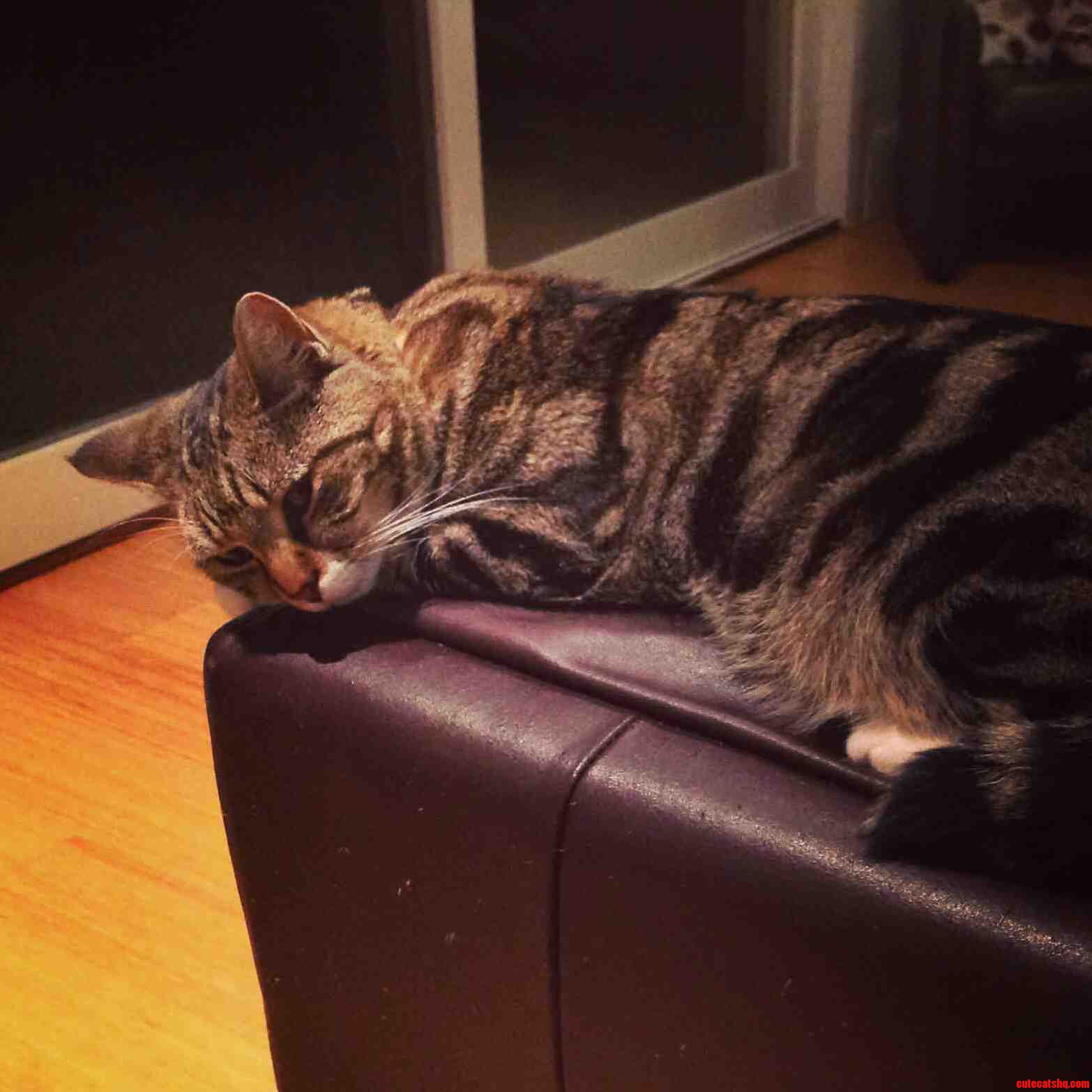 My Sleepy Kitten