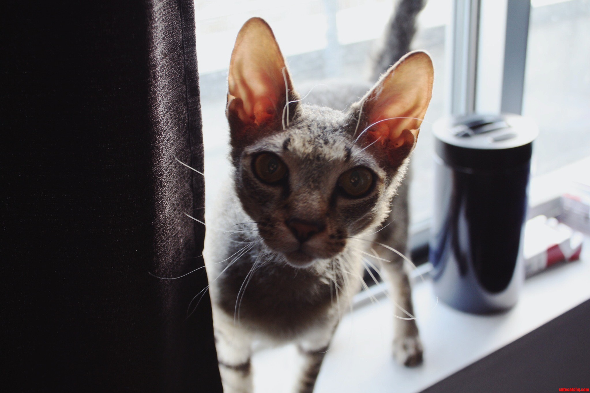 My Sphynx Bengal Mix Yuri