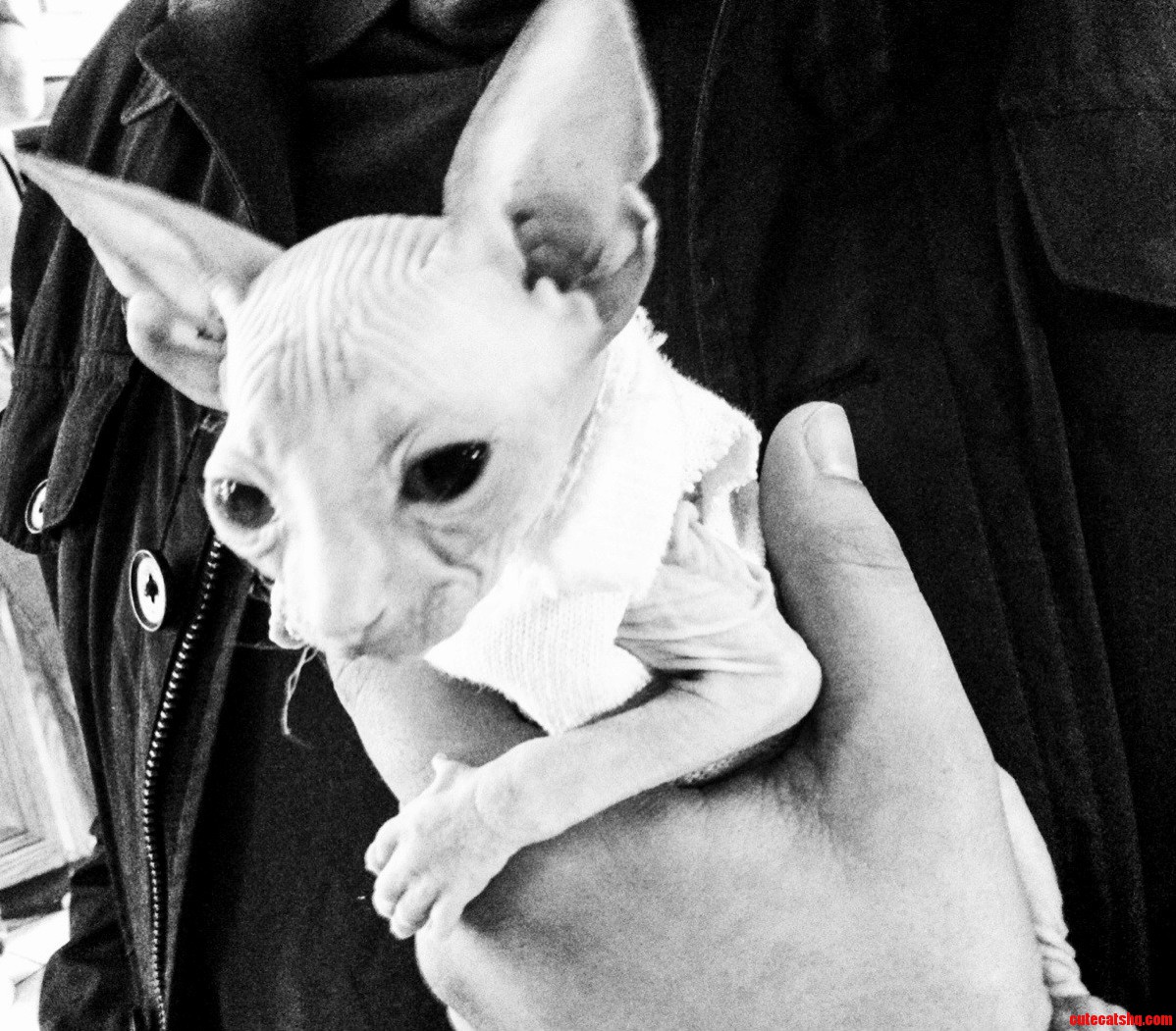 My Sphynx Kitten at 8 Weeks Old
