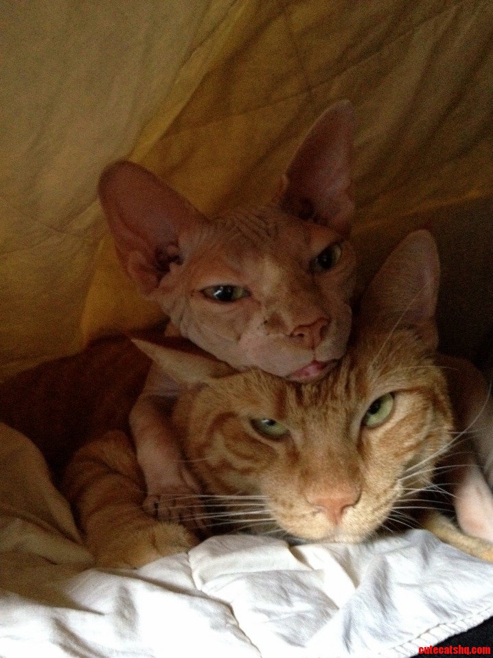 My Sphynx Likes to Use My Other Cat As a Pillow.