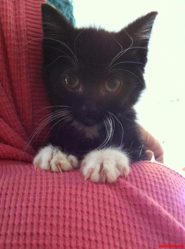 My Step-mom Wanted a Dog My Dad Compromised with This Little Guy