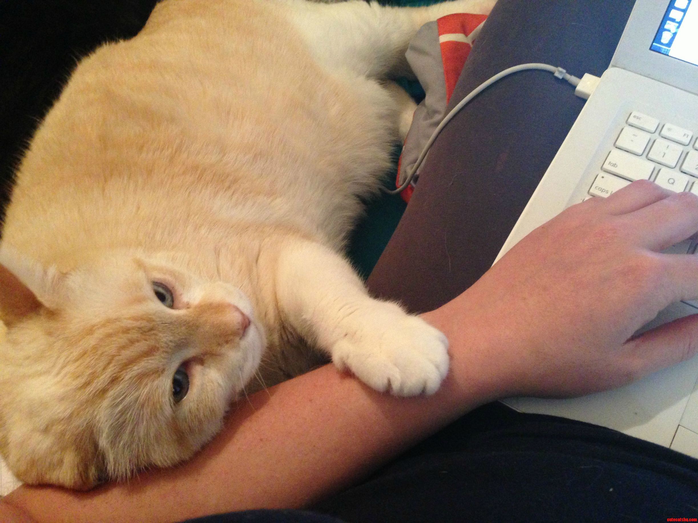 My Study Buddy