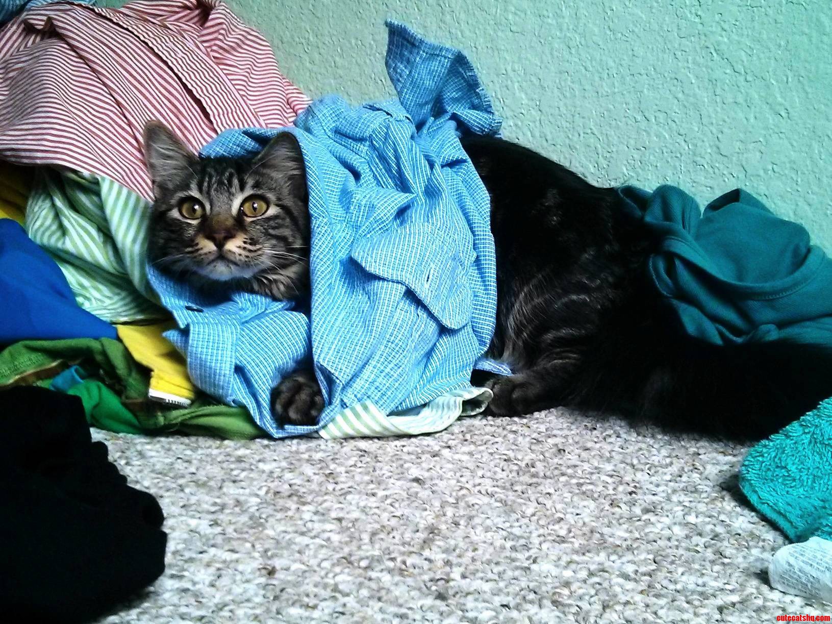 My Sweet Baby Cooper Likes Daddys Dirty Laundry