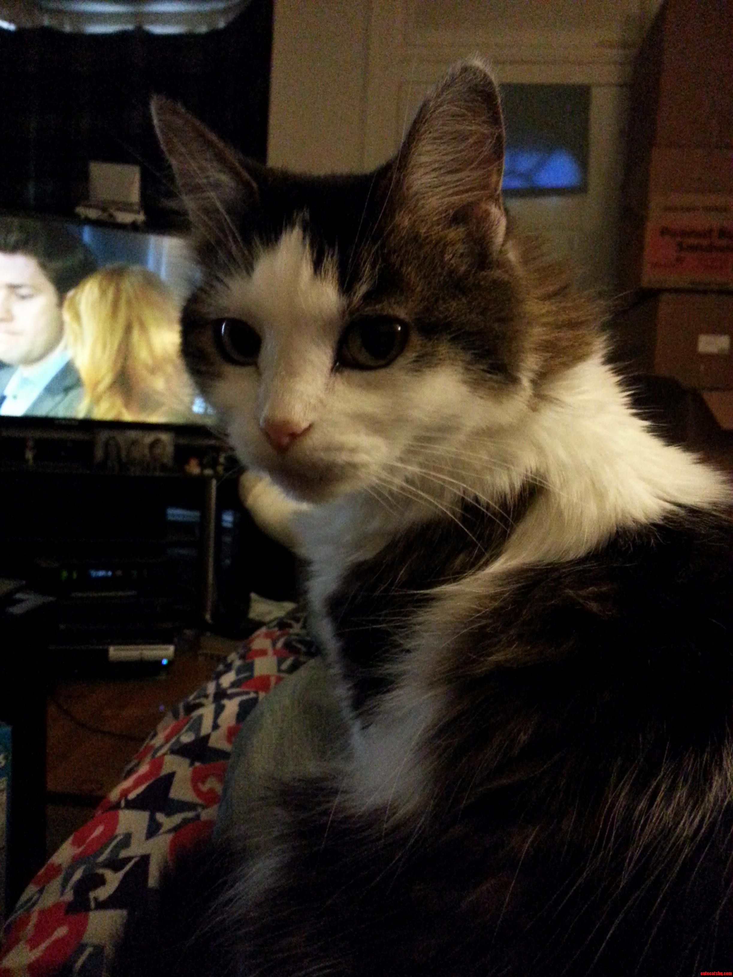 My Sweetheart of a Cat Kitkat.