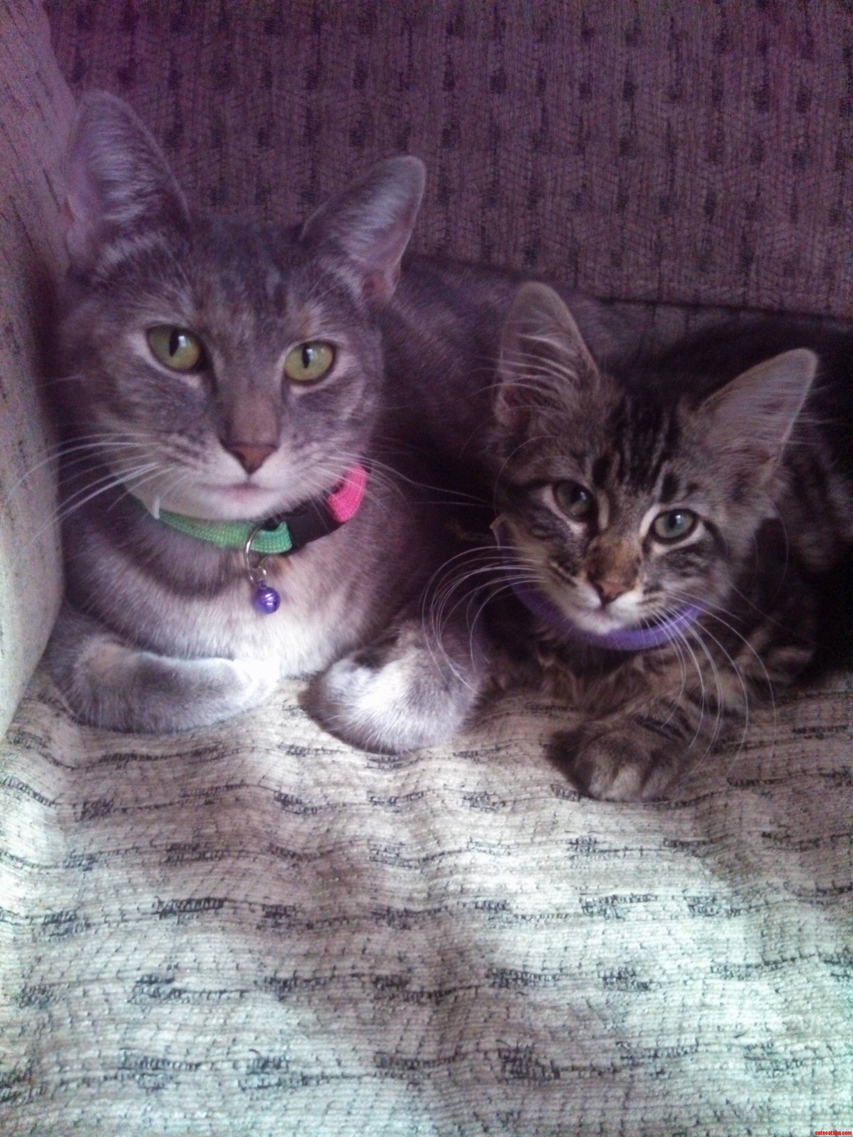 My Two Babies Onion and Cute