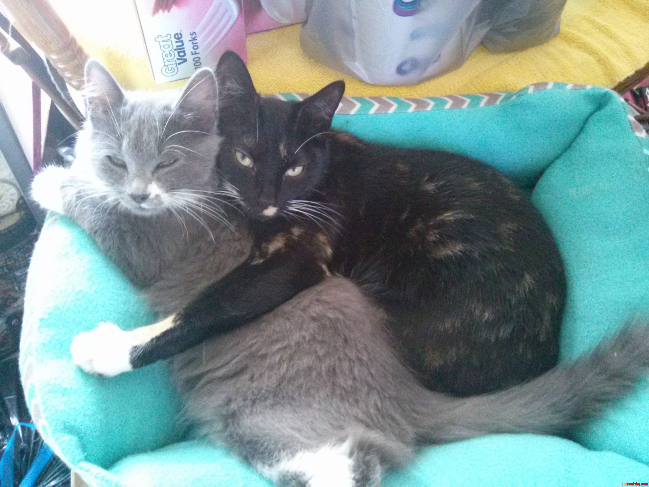 My Two Babies Rajah and Nimir.