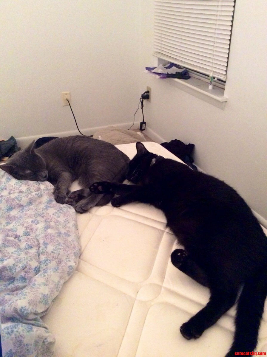 My Two Boys Dont Like It When I Have to Put the Sheets Back on the Bed...