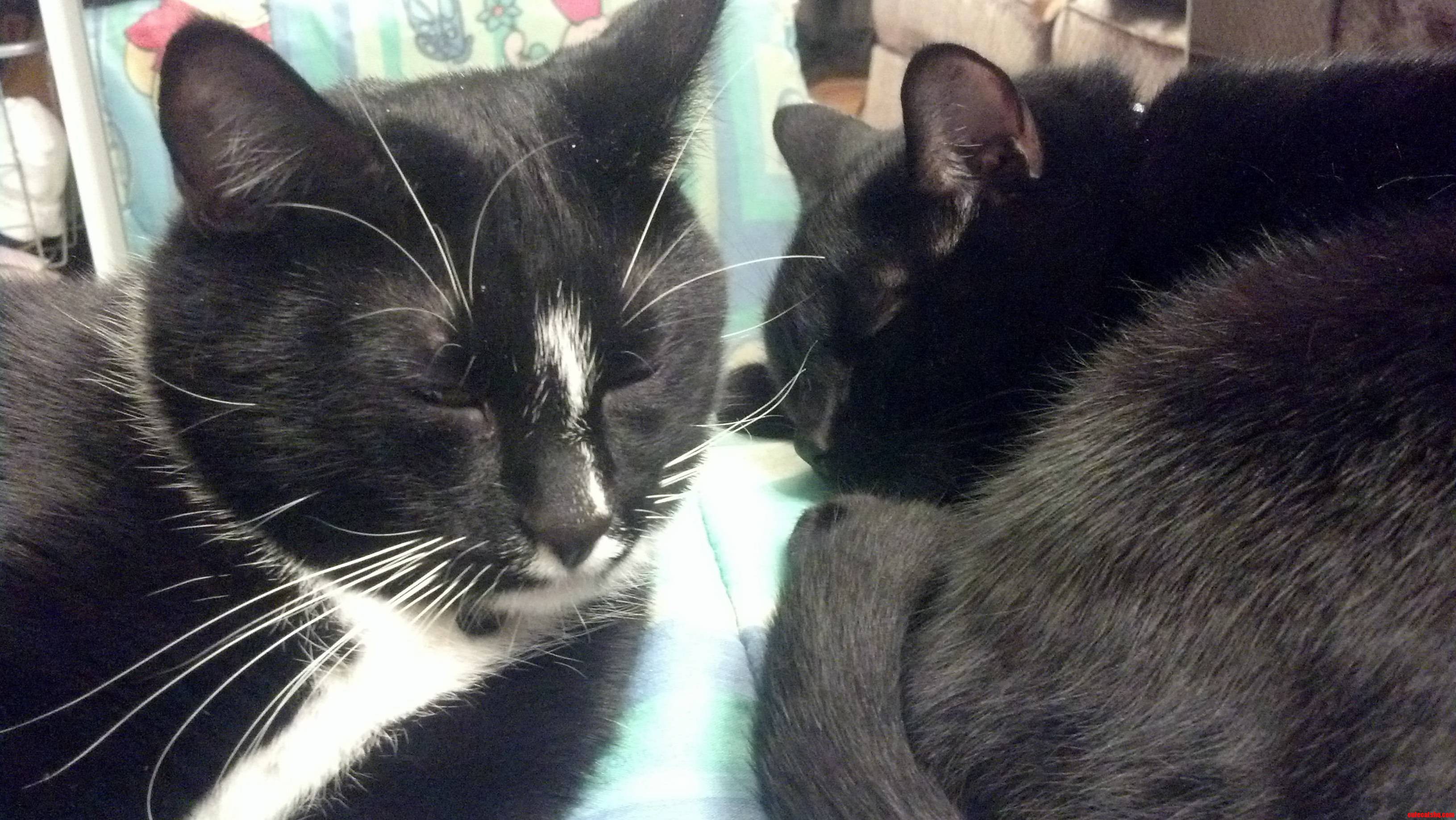 My Two Boys Sleeping