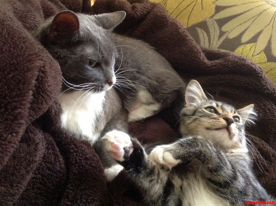 My Two Fluffy Buddies Only Sometimes Tolerating Each Other.