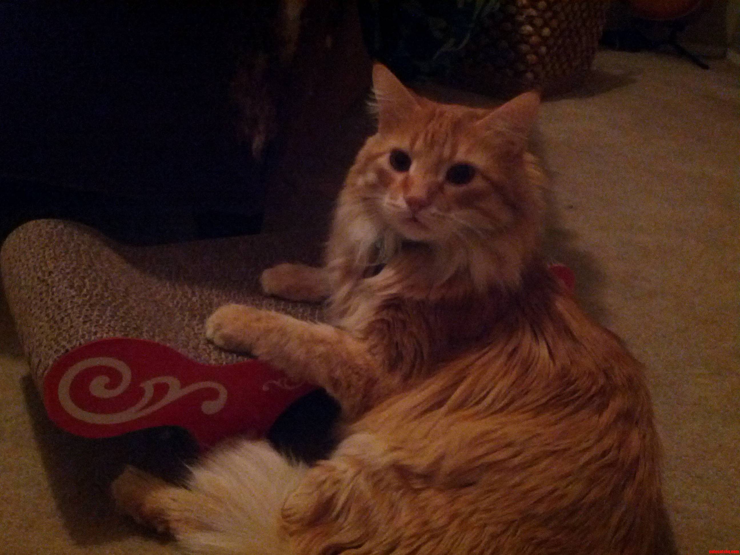 My Tyrion on His New Cat Lounge.