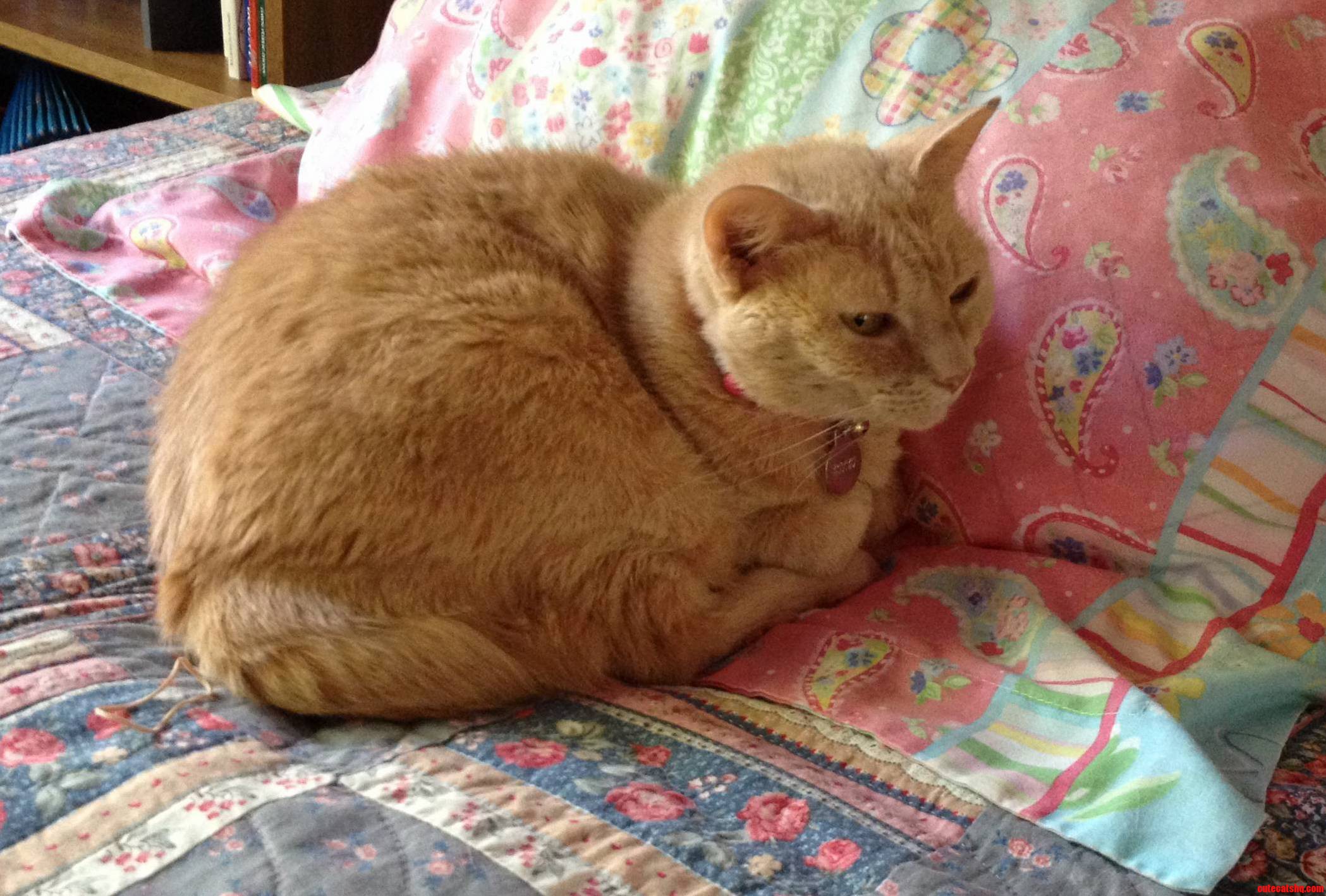 My Wise Old Kitty Pumpkin