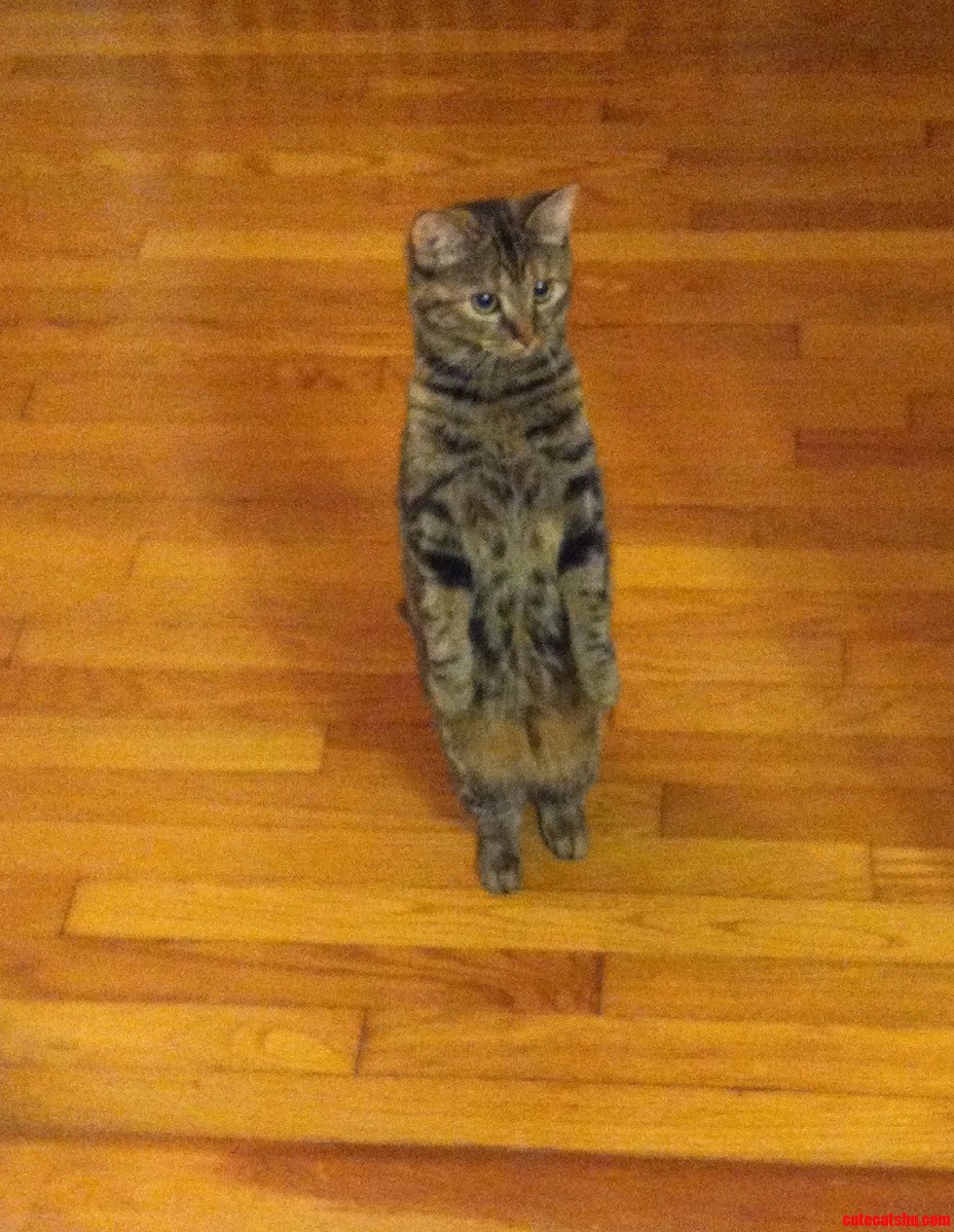 Mya the Meerkat