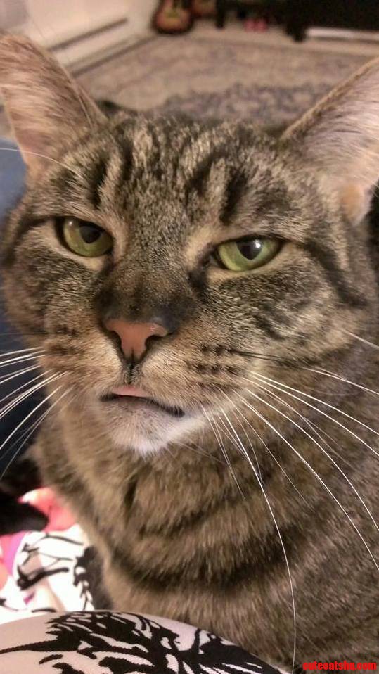 Mystery Is Not Amused.