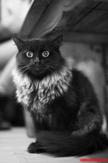Nanette the Cat Who Looks Like an Owl.