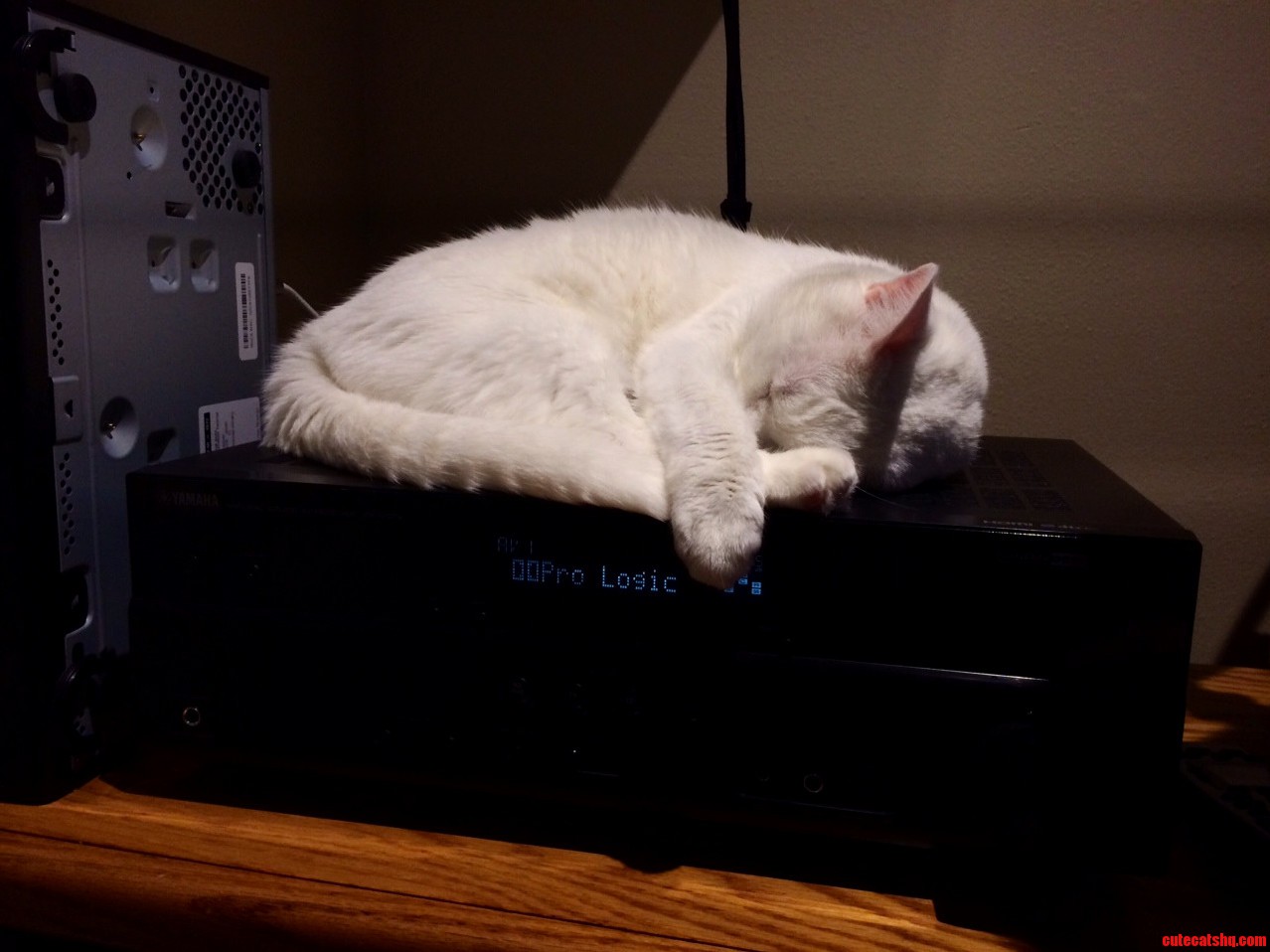 Nap Time She Loves the Heat Generated by the Receiver.