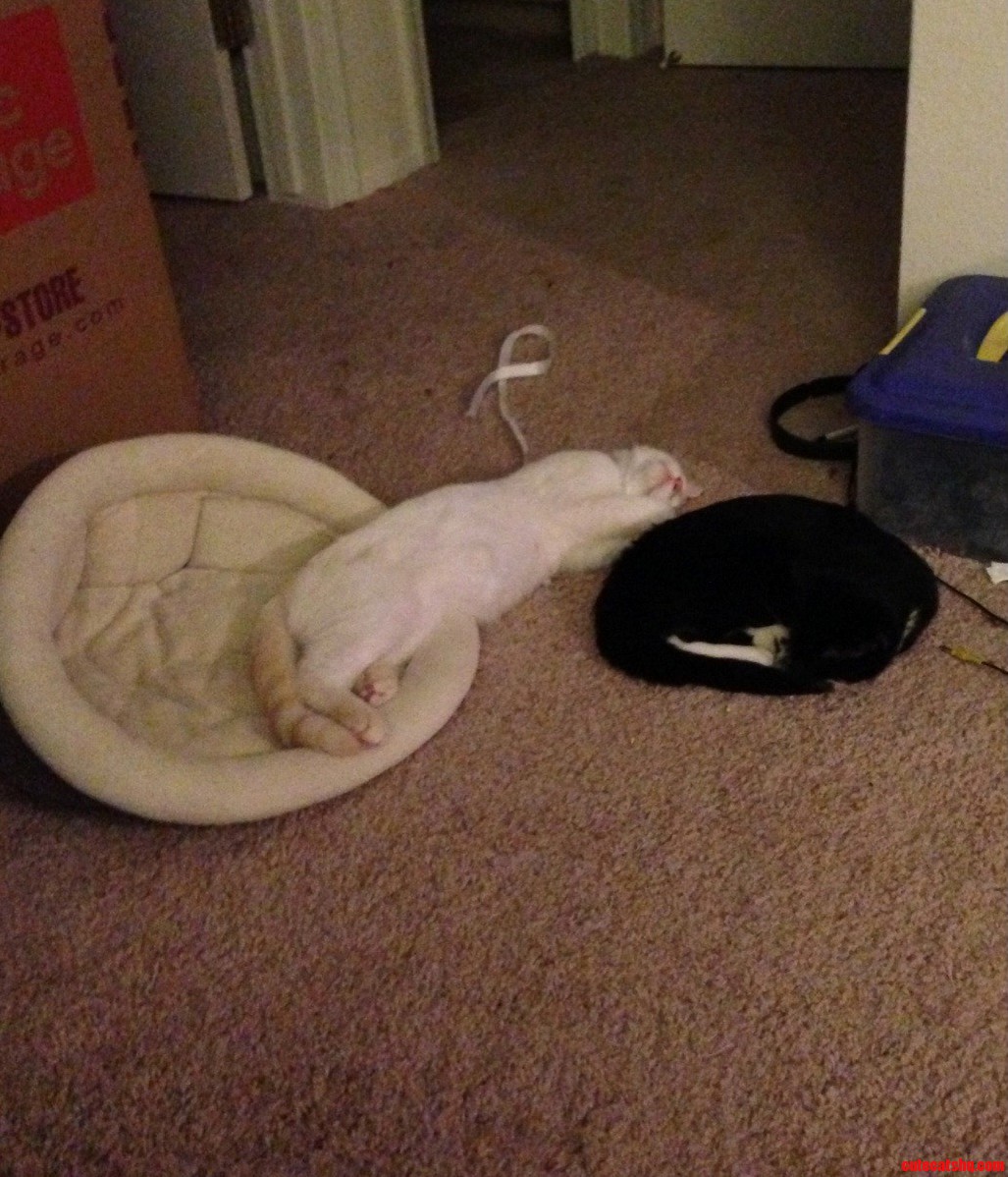 Nap Time