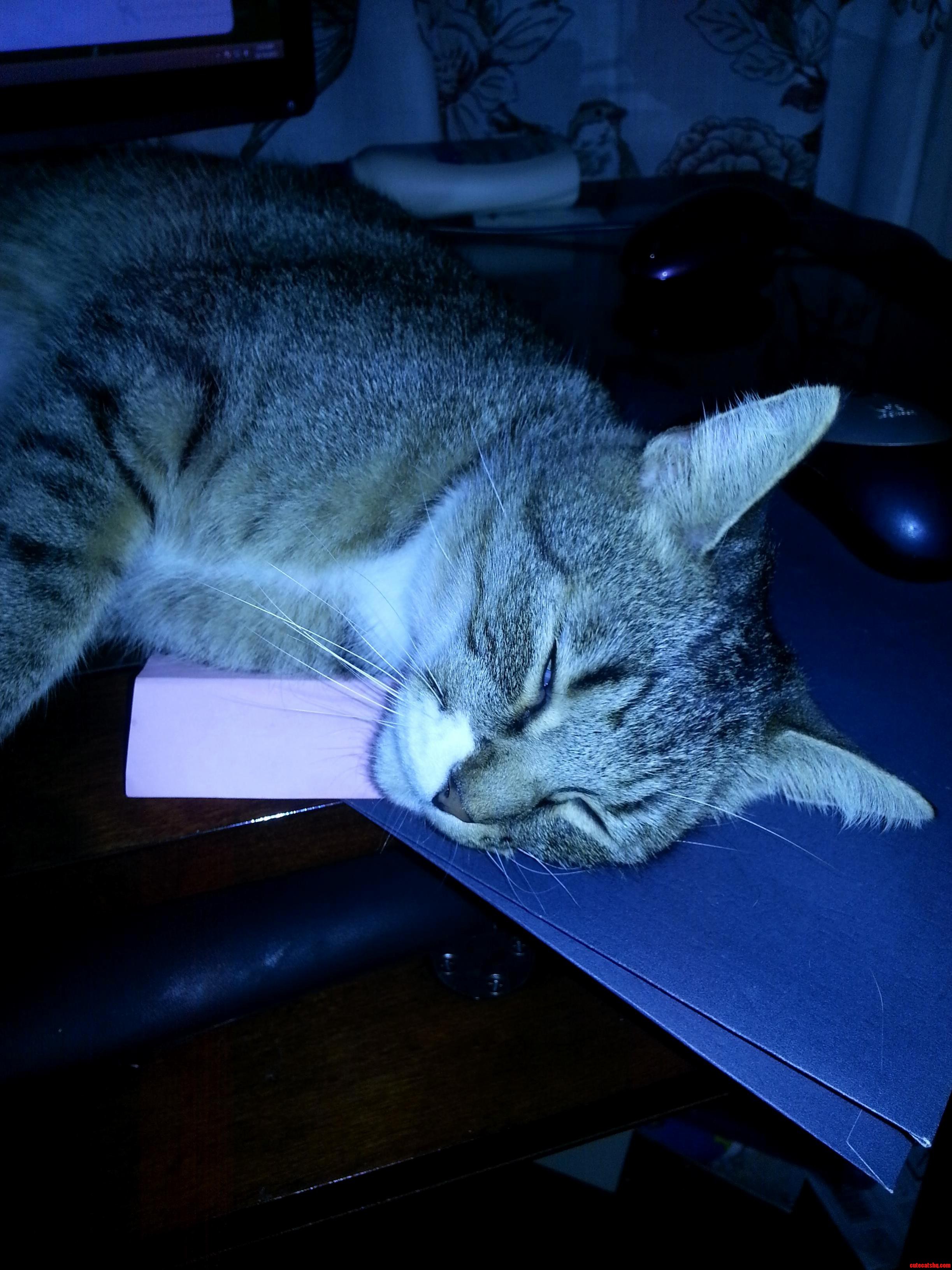 Napping on My Homework