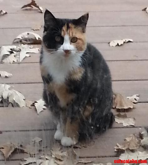 Need Some Adviceexpertise on Adding a New Cat