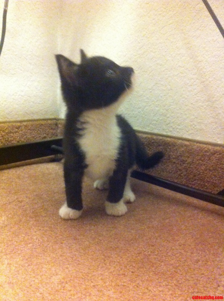New Cat Sorry for Crapy Quality