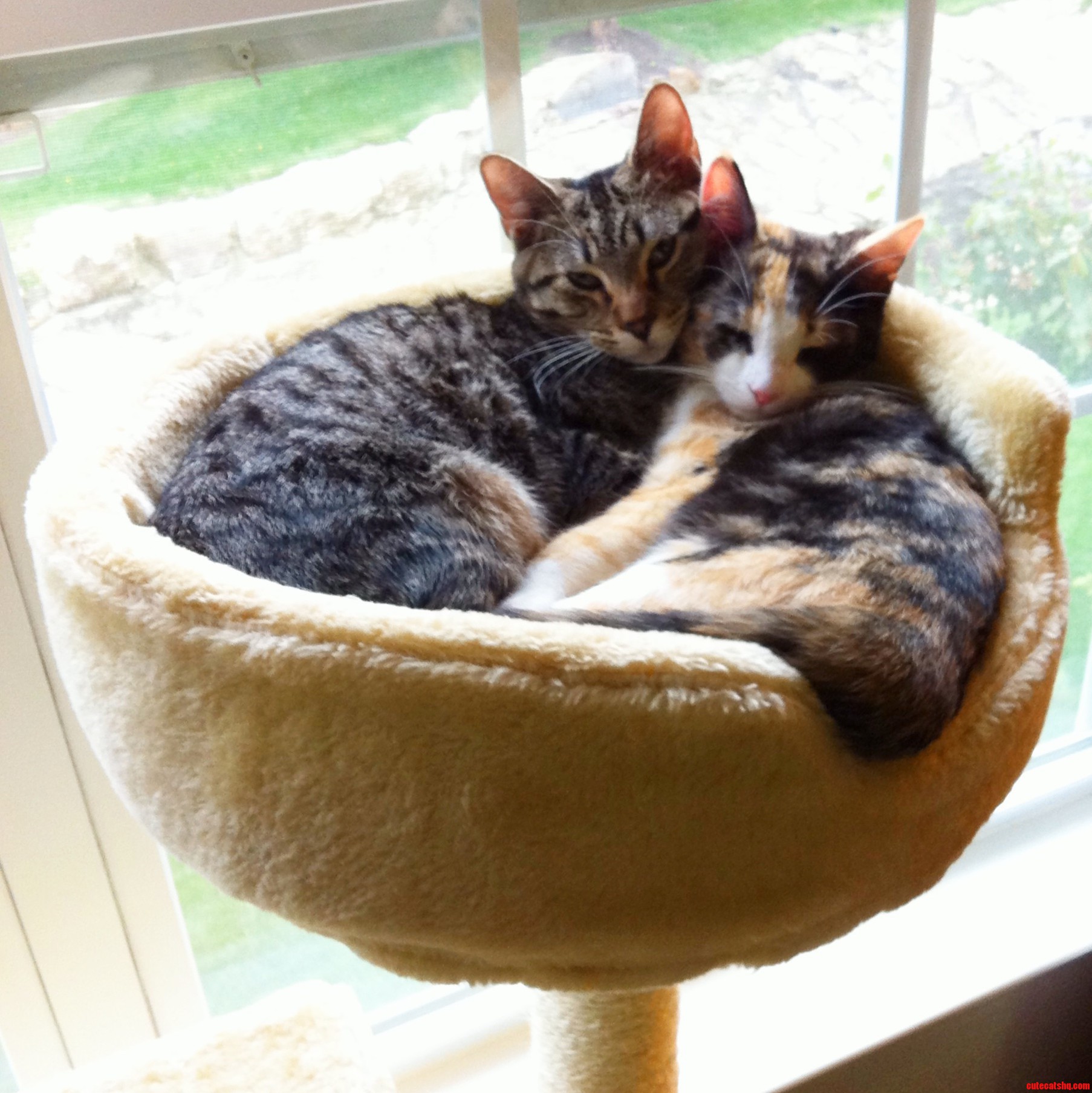 New Cat Tree Purchase Was a Big Success.