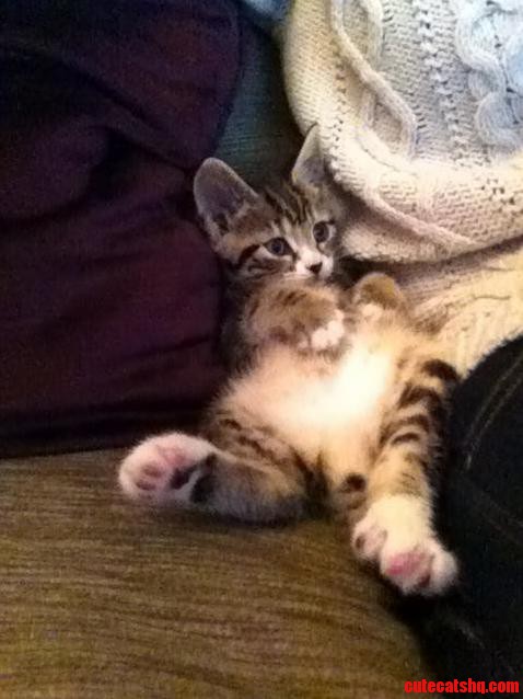 New Kitten Made Herself at Home Pretty Quickly...