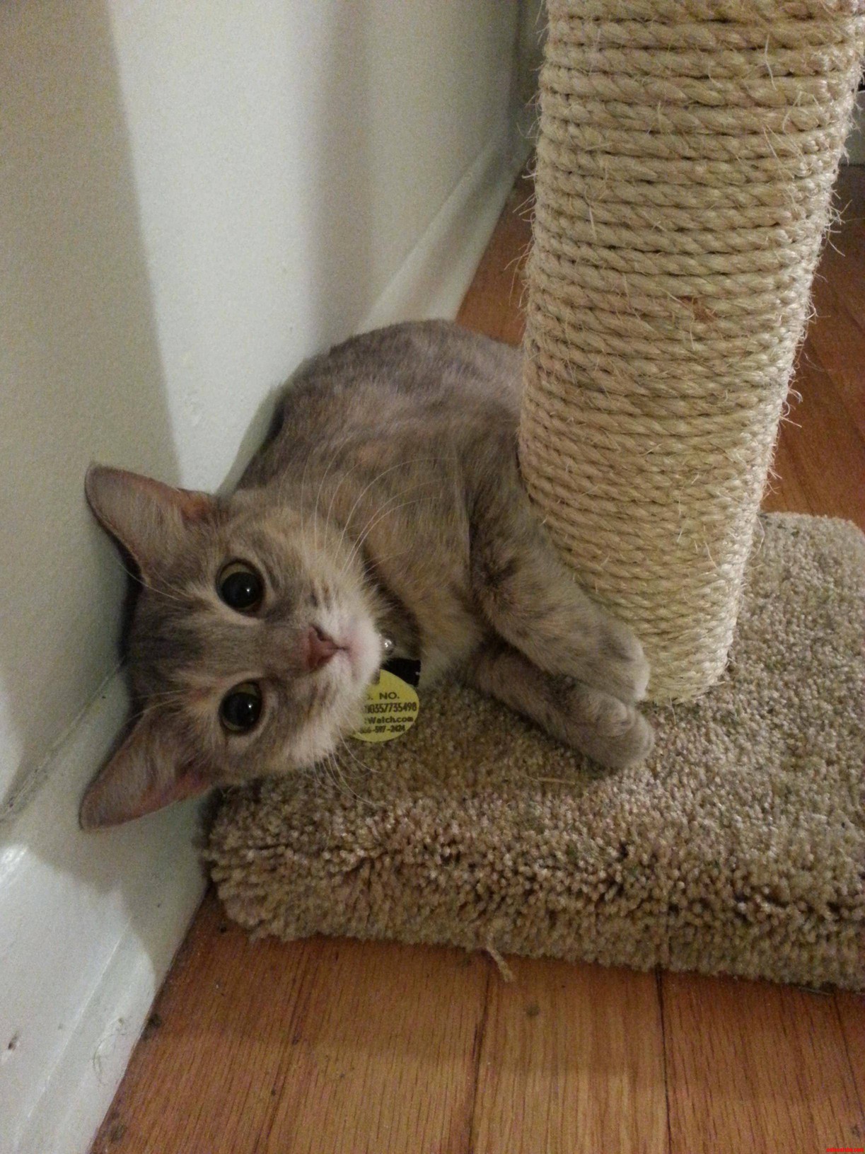 New Kitty - Adorable Dilute Tortie