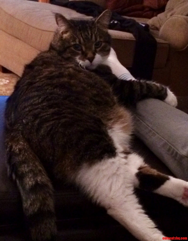 No One Leaves Until I Get My Treats.
