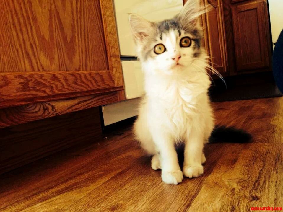 Nora the Explorer