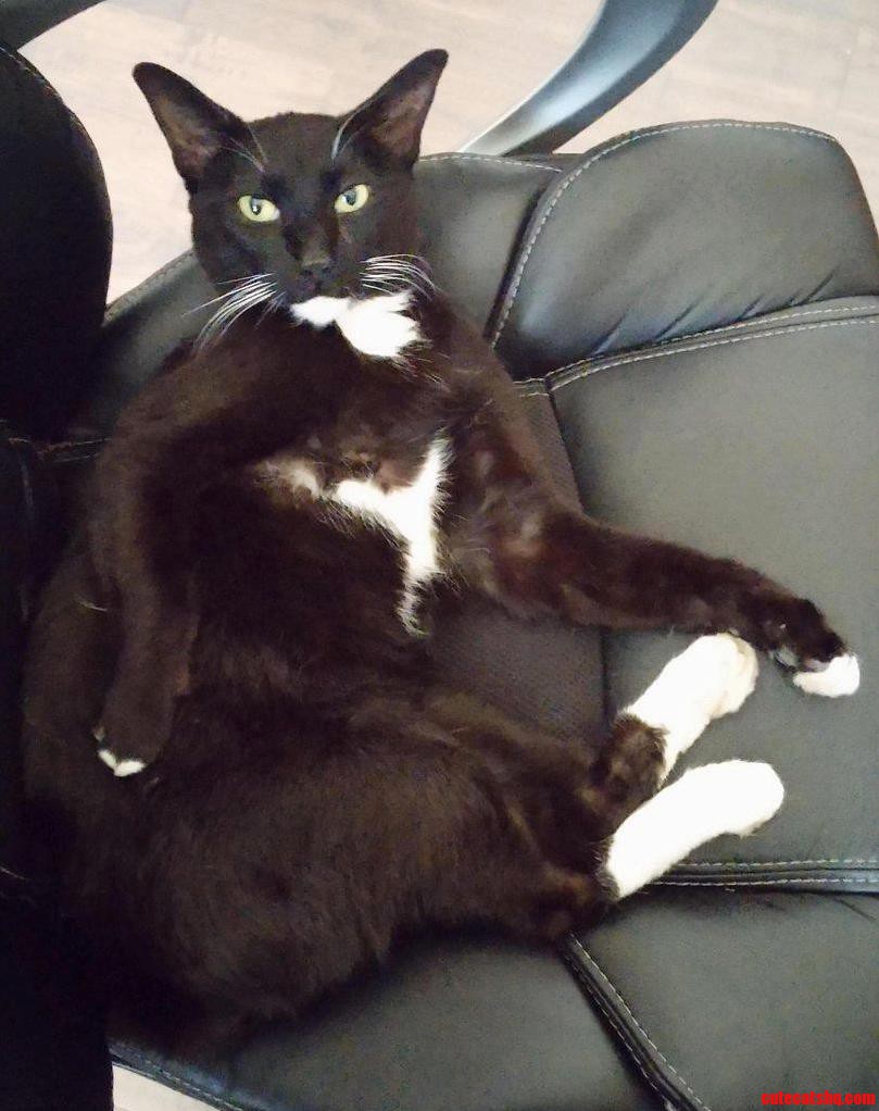 Nosferatu a Giant Manx. As Sassy As He Is Big
