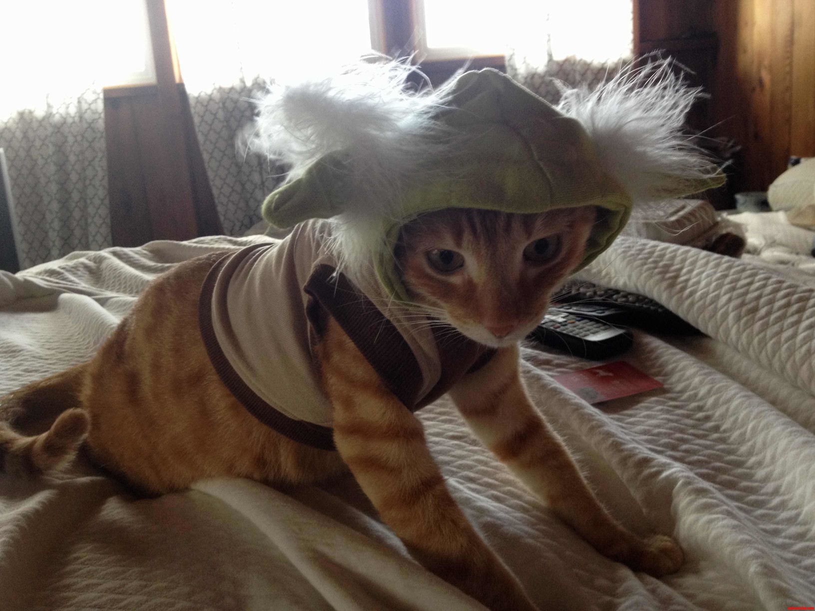 Not Amused