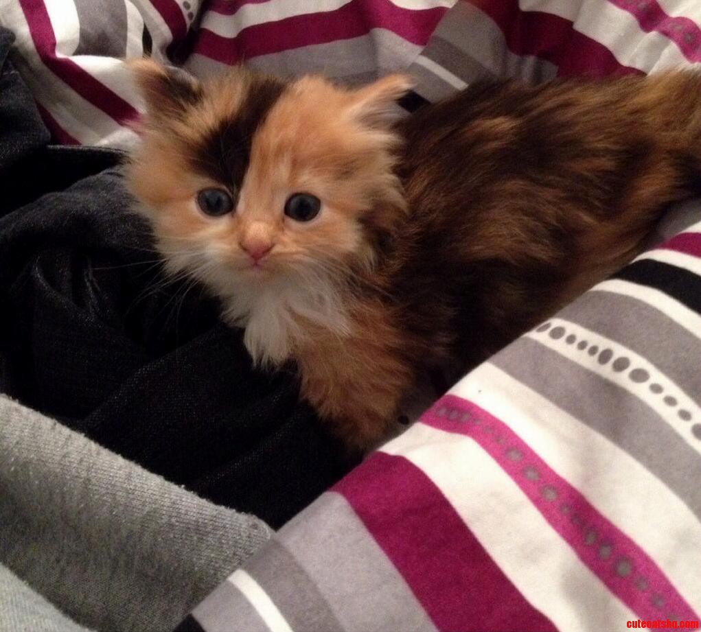 Not Sure If I Can Handle This Cuteness