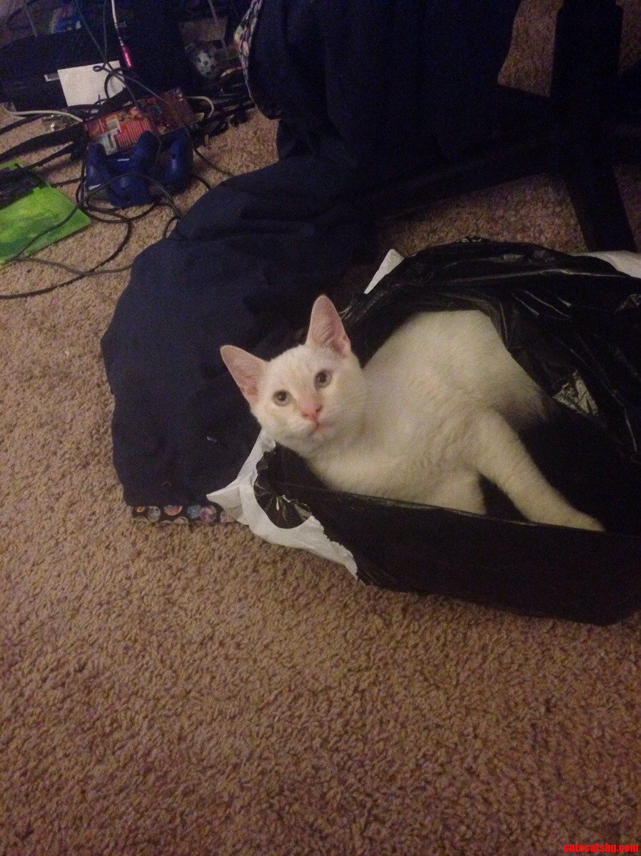 Now Its My Bag