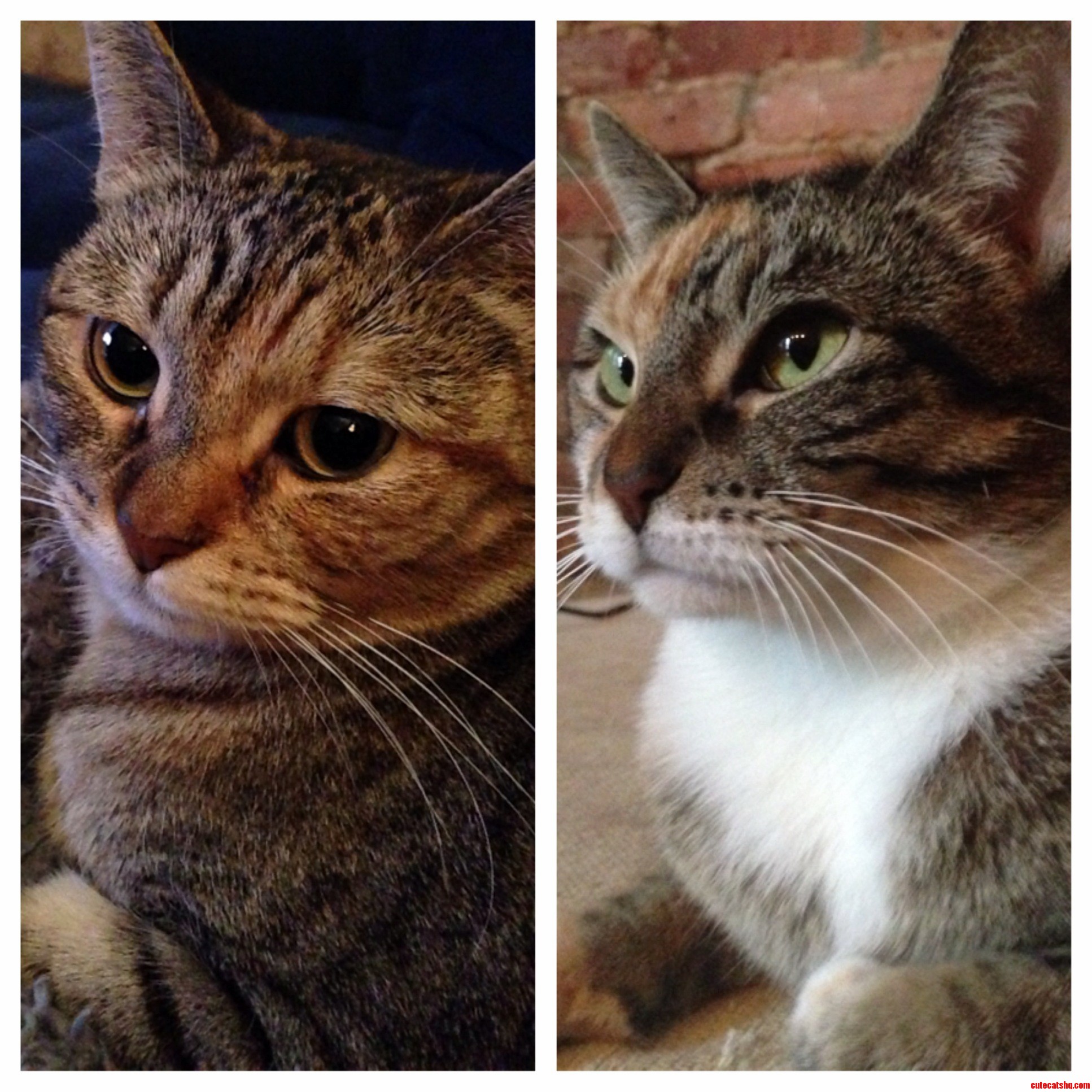 Nucat Left and Nucats Mamma Juno Right.