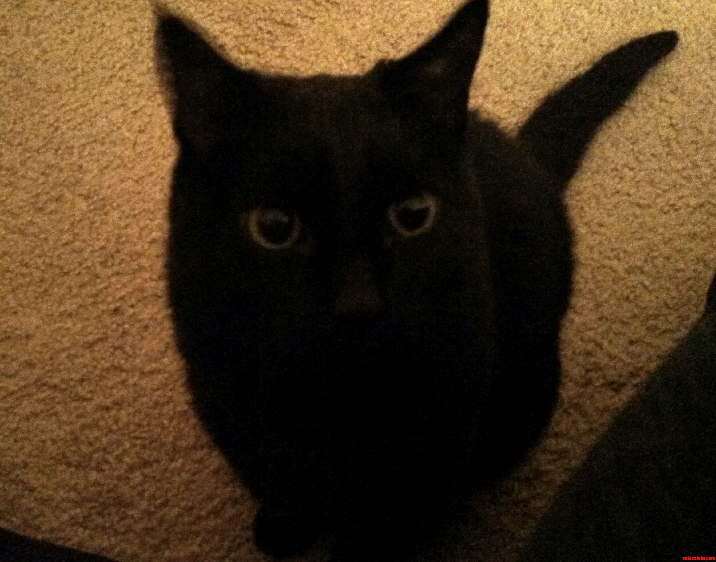 Nyx the Kitty I Always Wanted the One Who Changed My Life.