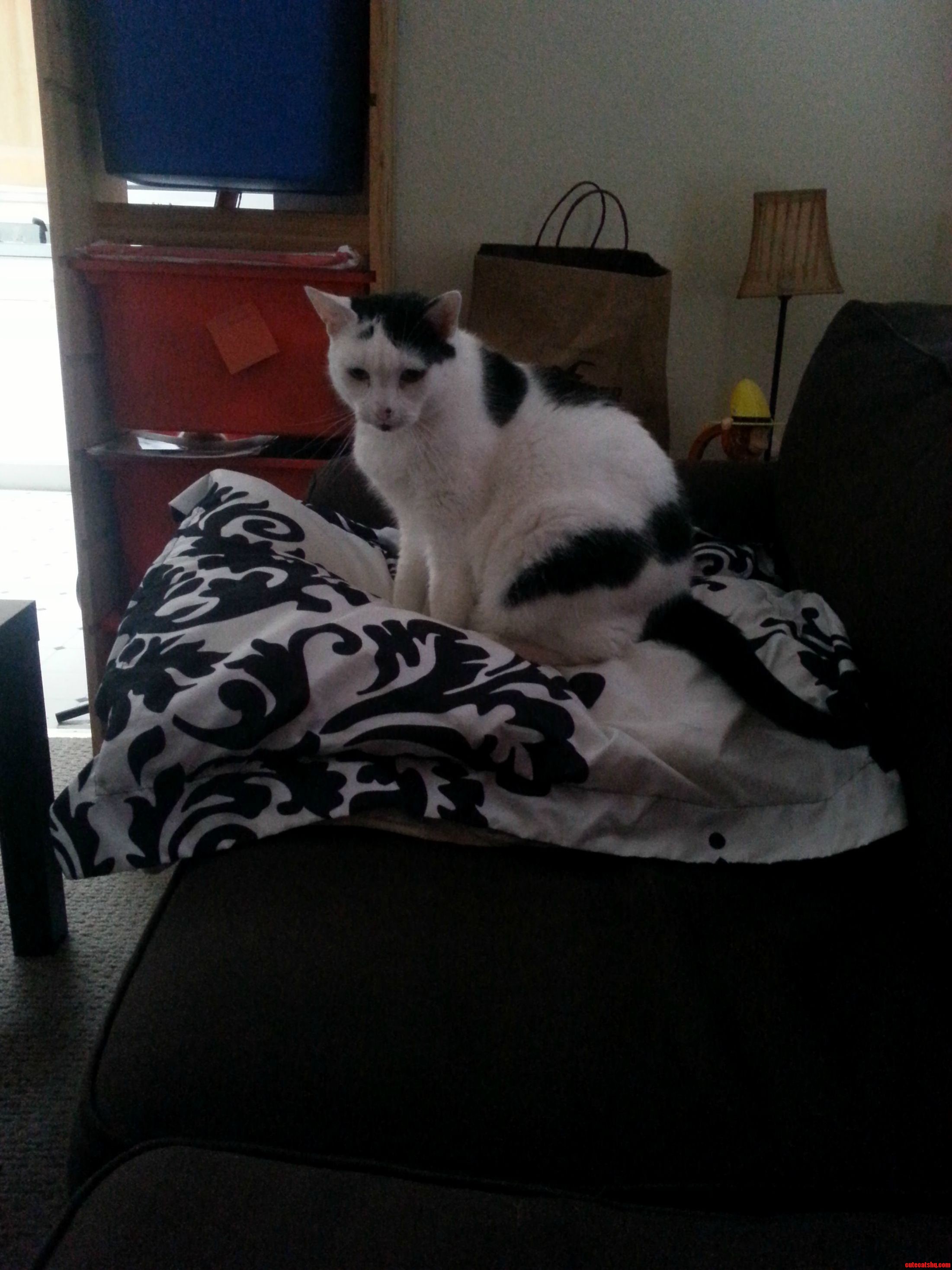 Oh Good Hes Made a Throne Out of My Pillow.