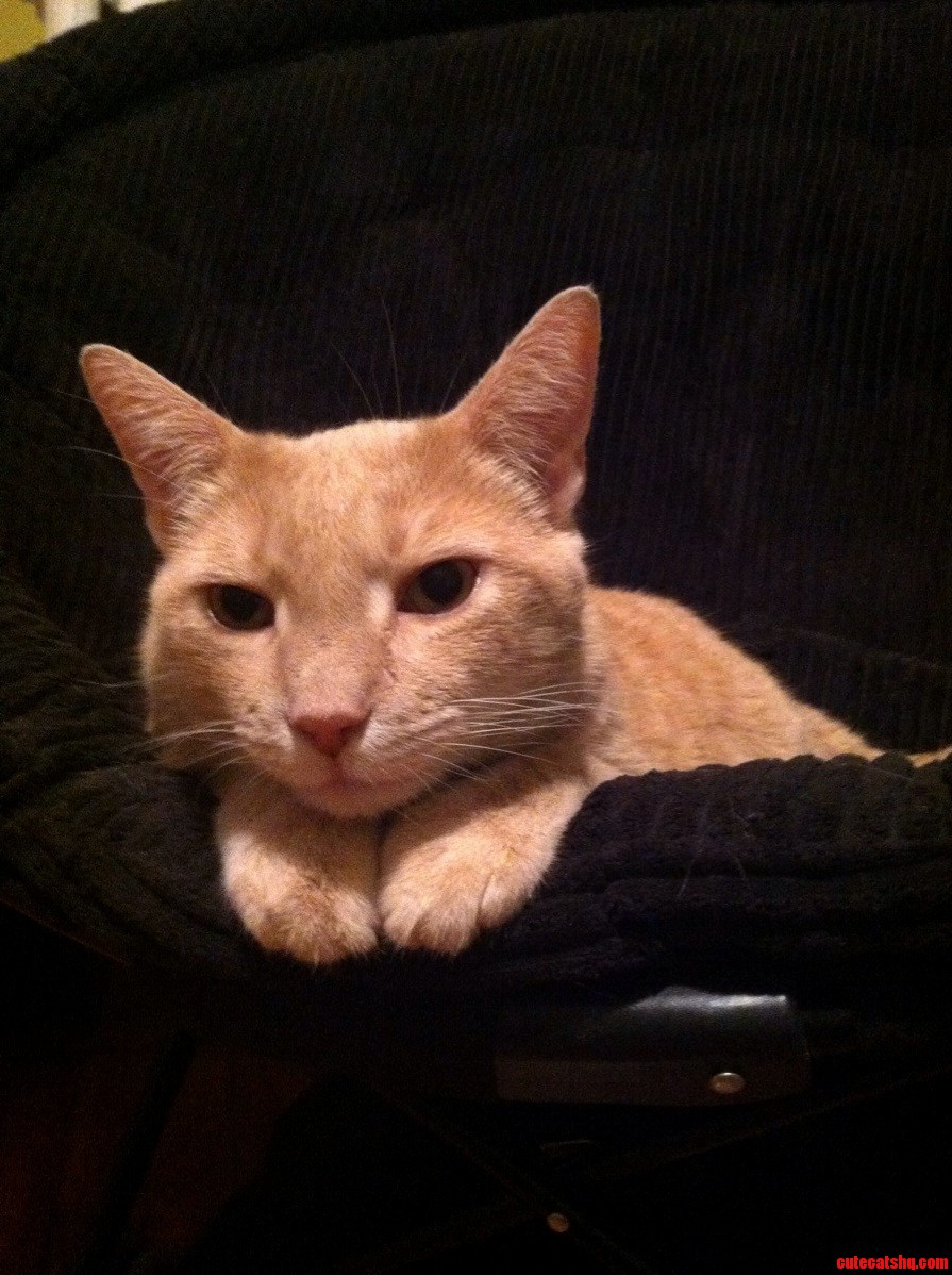 Oh Hai.