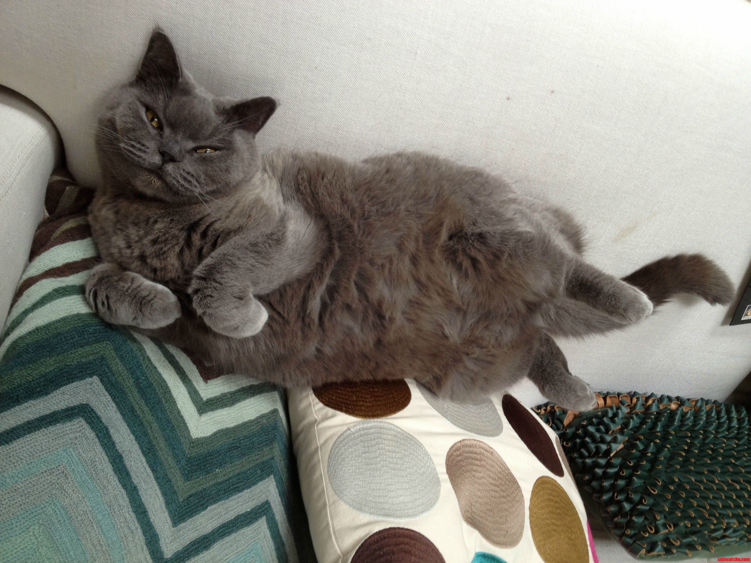 Oh Hello Im Just Chilling in My Magnificent Way.