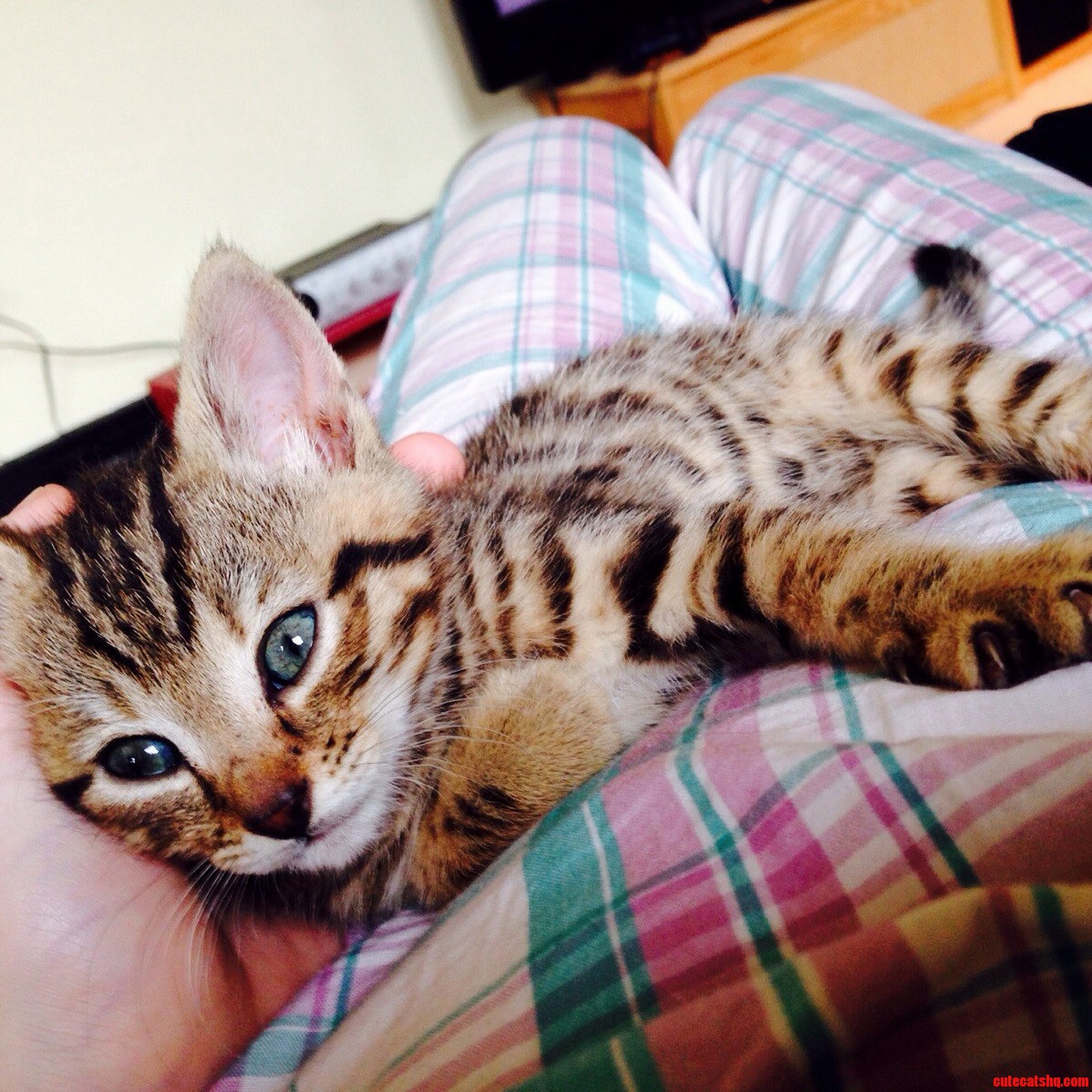 Oh I Just Love Him So Much My New Kitten Cloud..he Looks Like a Little Tiger