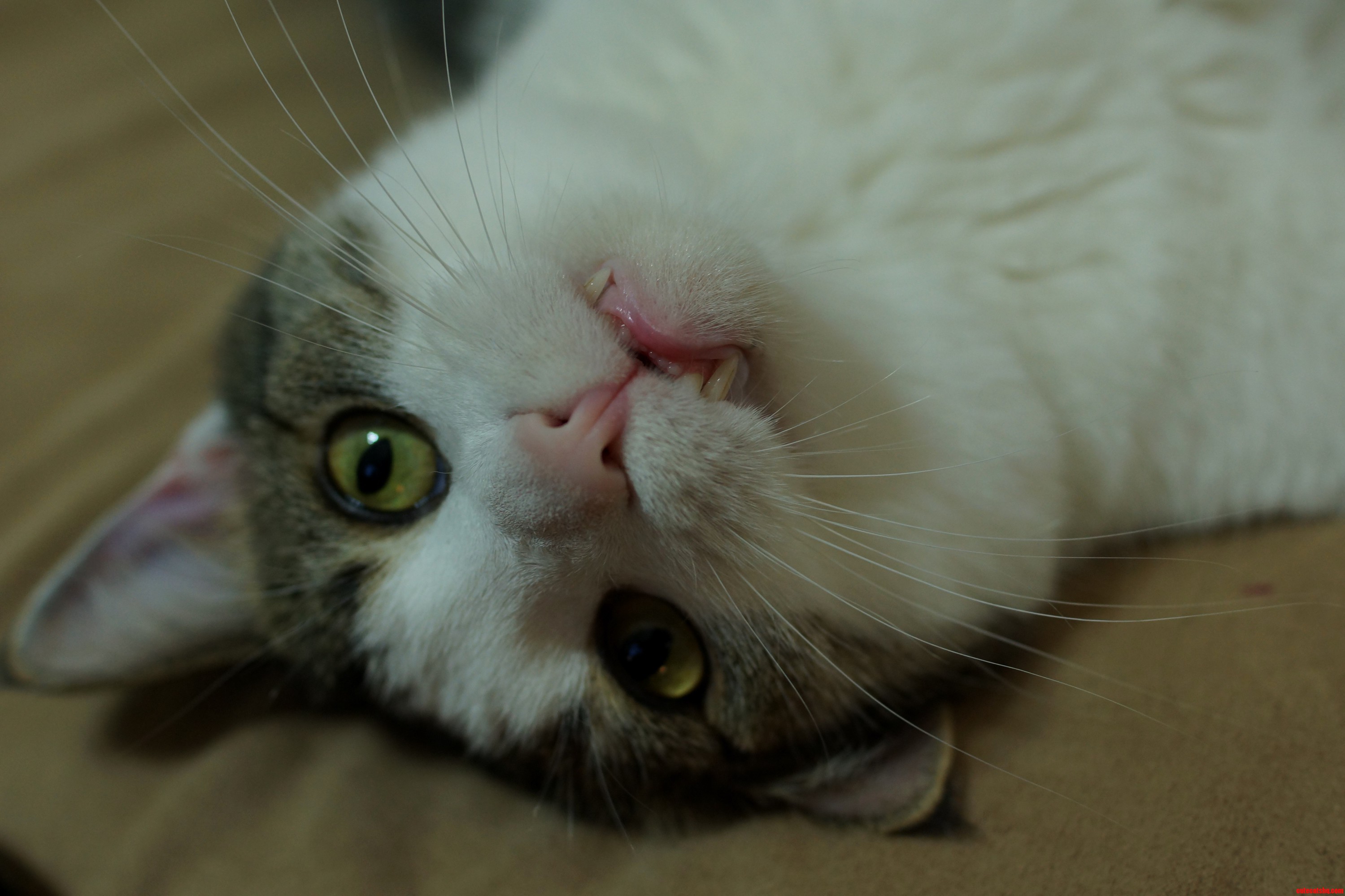 Oh My What Big Teeth You Have