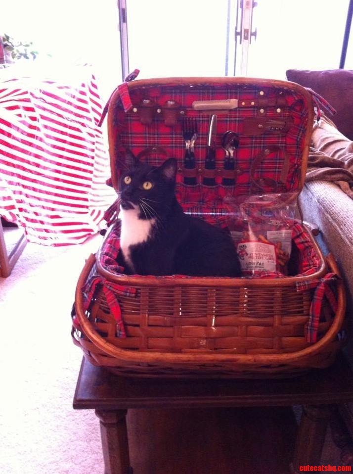 Olive Is Going on a Picnic