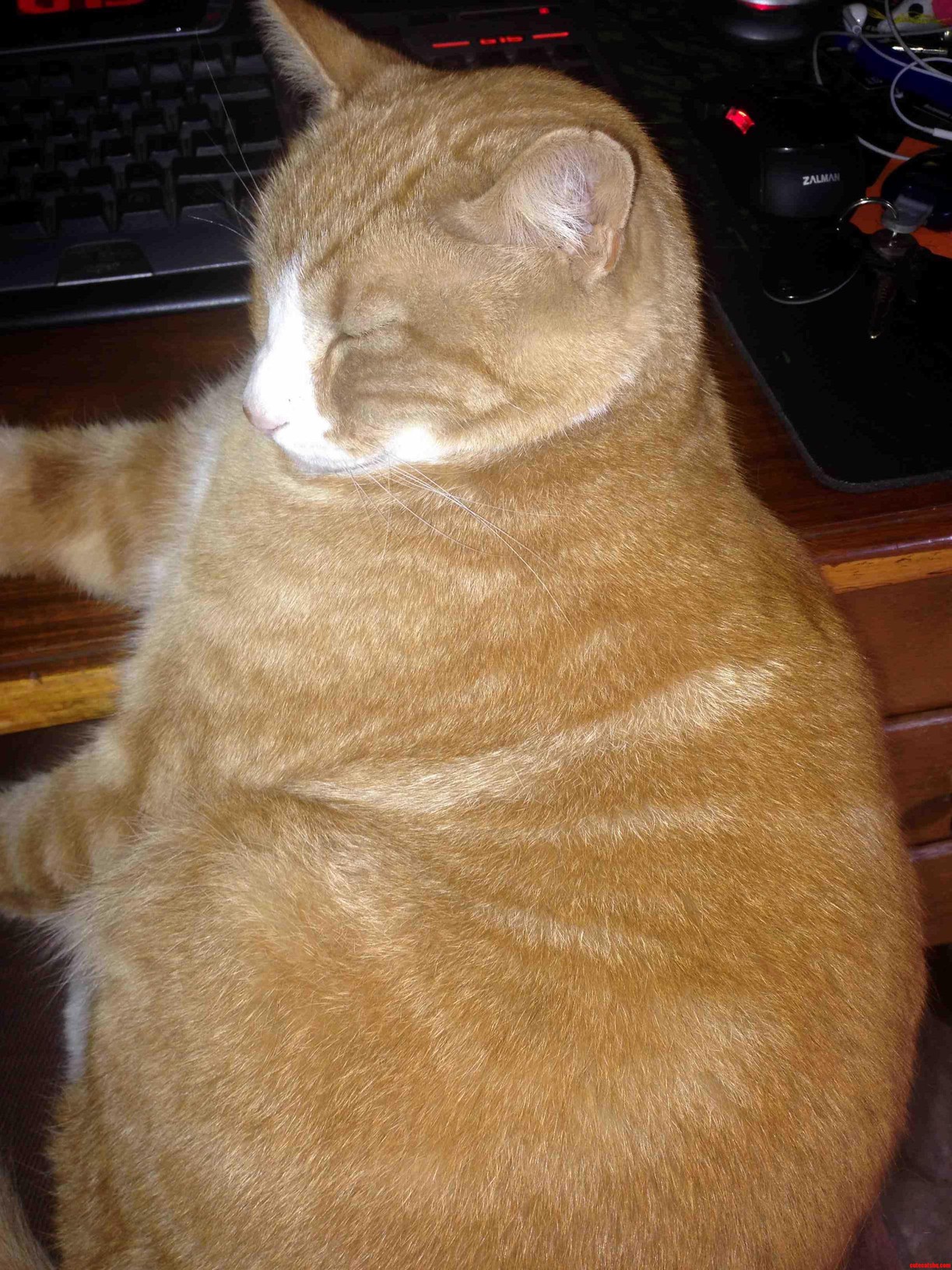 Oliver Half Sleeping on the Table