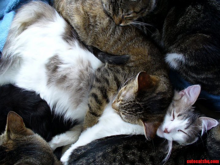 On This Cold Morning Why Dont You Enjoy My Kitten Blanket