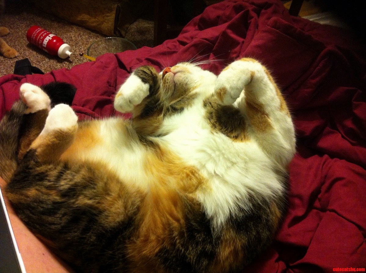 One Sleepy Calico