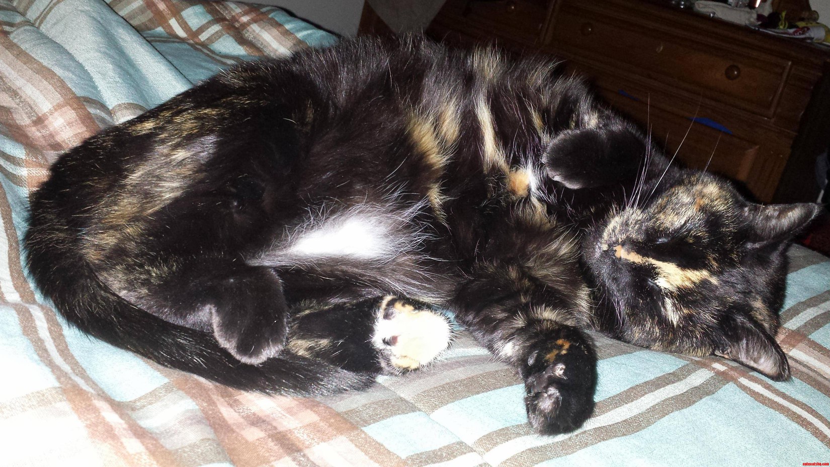 One Tired Meowser
