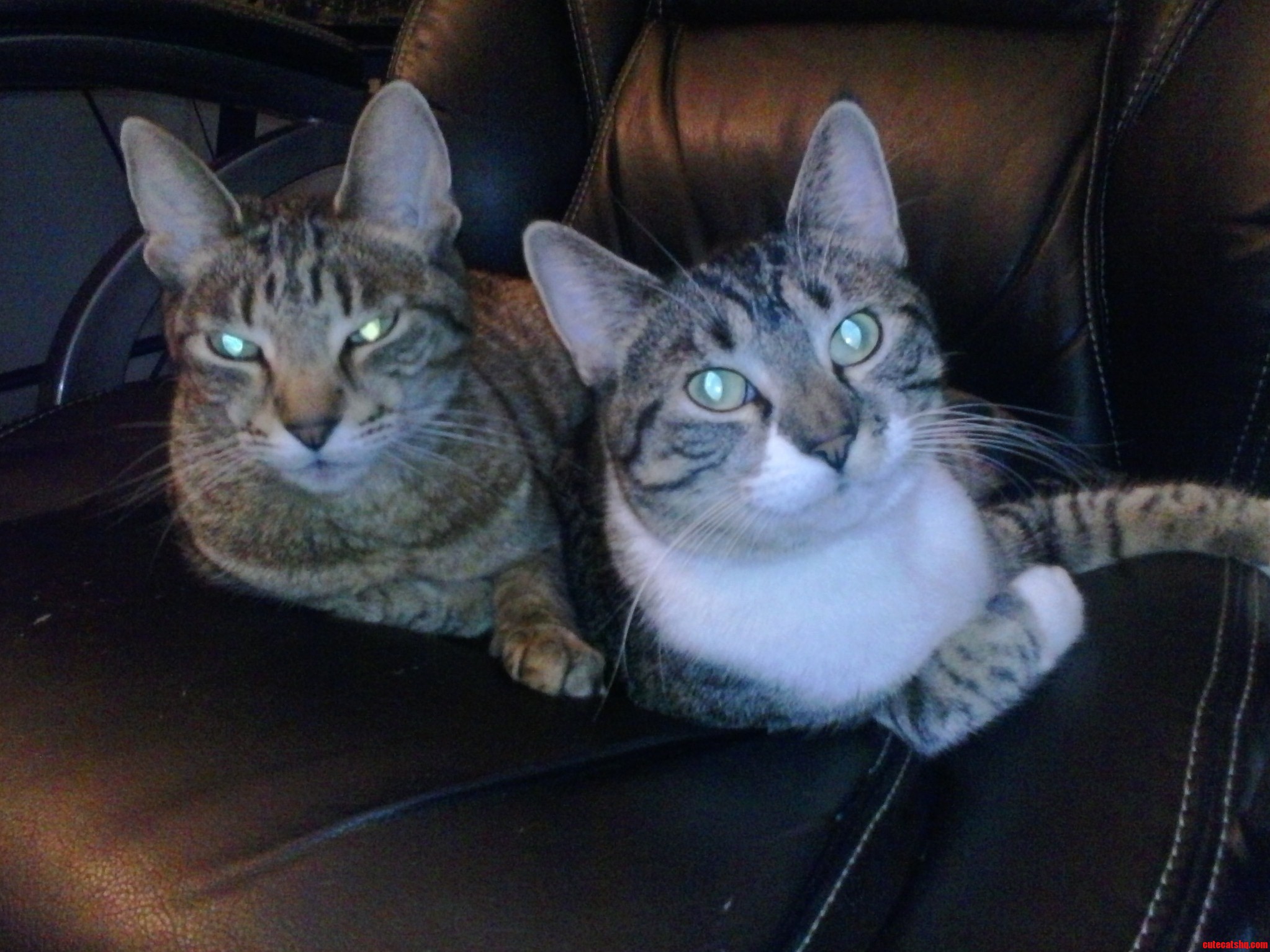 Operation Karma Kitties to the Rescue