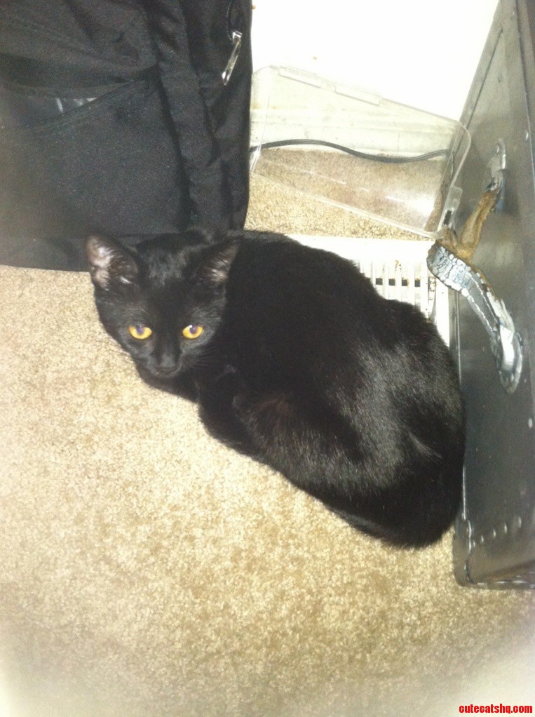 Ophelia Moved the Vent Obstruction So She Could Lay on It.