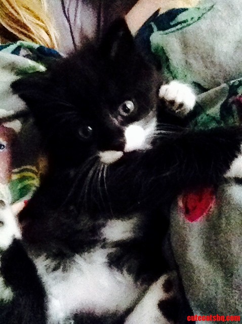 Our 6 Week-old Kitten Rudy.
