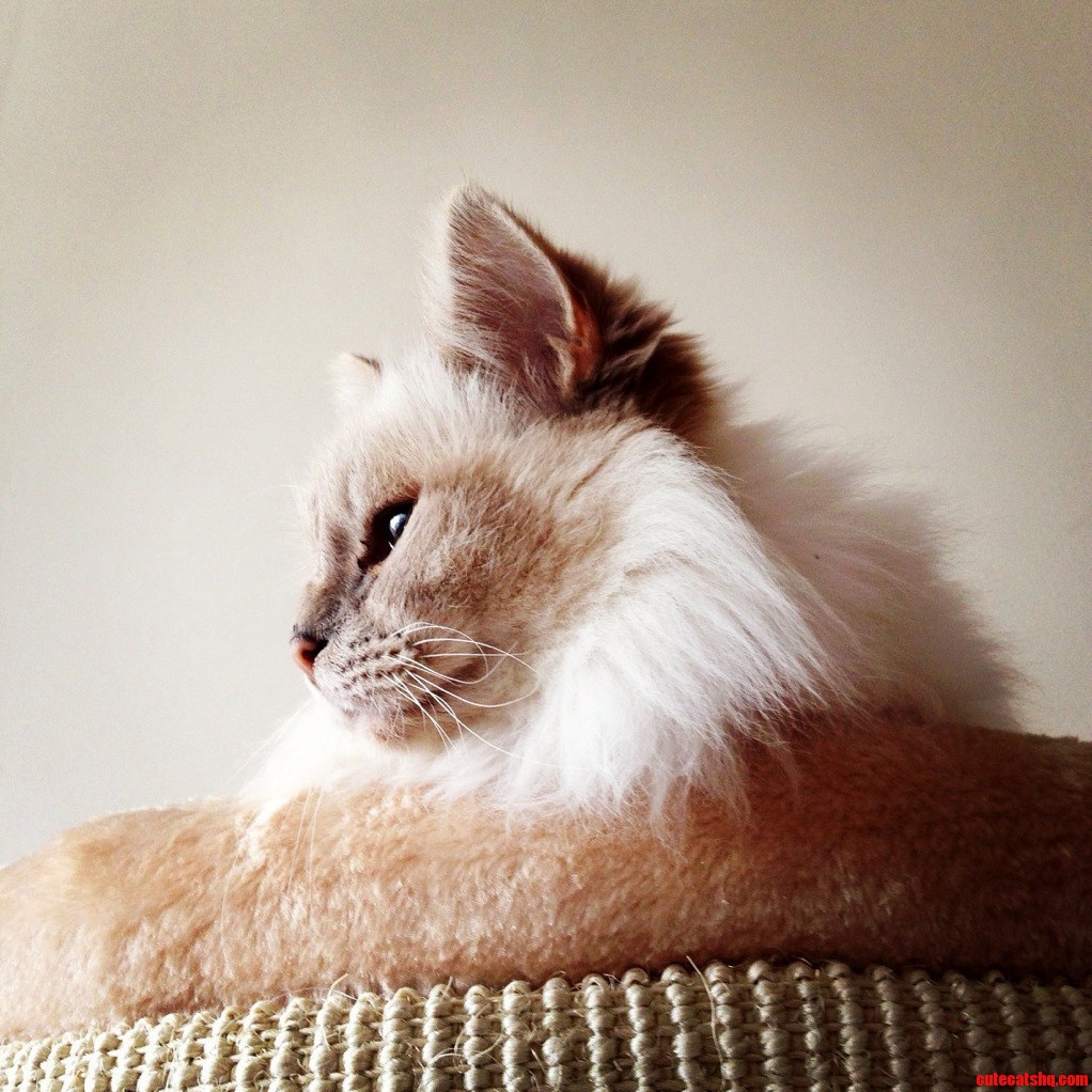 Our Cat Is Majestic As Hell